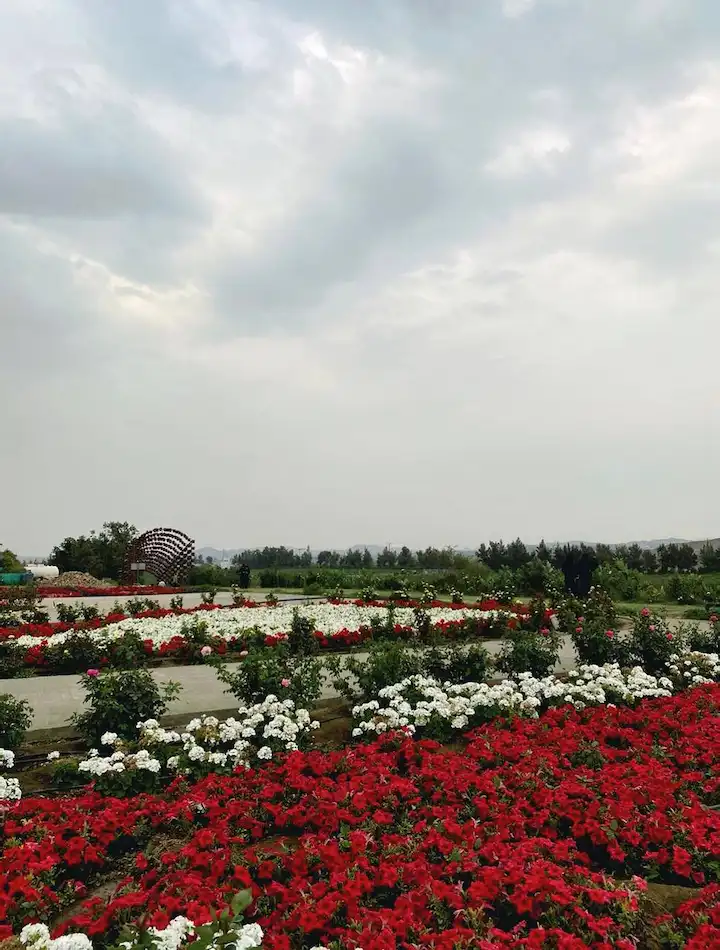 حديقة الورود خميس مشيط