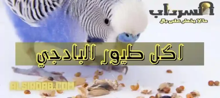 Read more about the article اكل طيور البادجي بتكلفة بسيطة جداً (اكل طيور الحب)