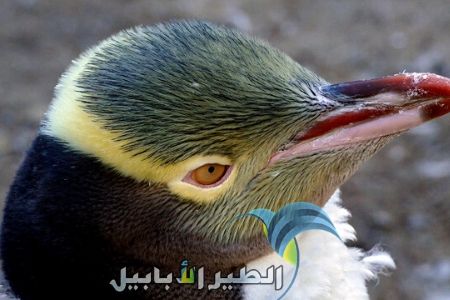 البطريق أصفر العينين