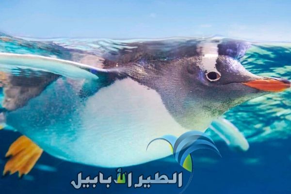 البطريق
