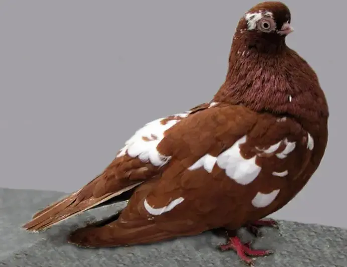 الحمام البهلواني