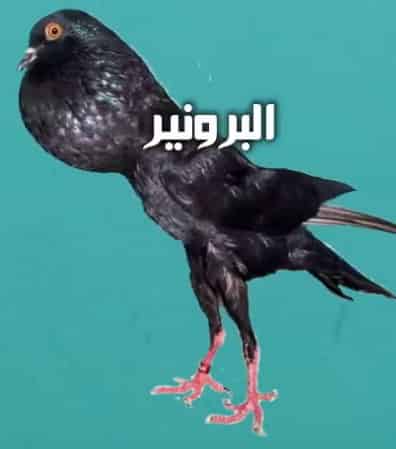 الحمام النفاخ البرونير