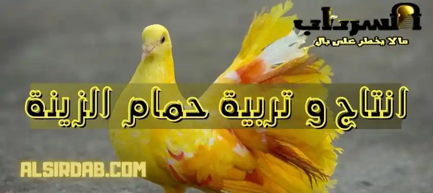 انتاج و تربية حمام الزينة