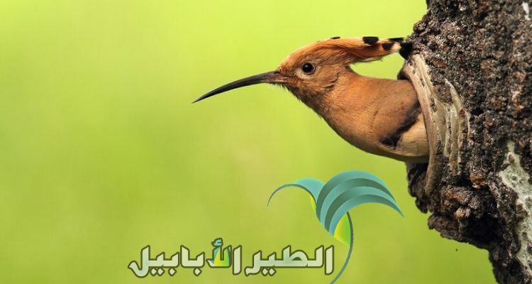 تُطل تلك الانثى من العش .. يبدو أنّها بانتظار زوجها لتأكل هي وصغارها