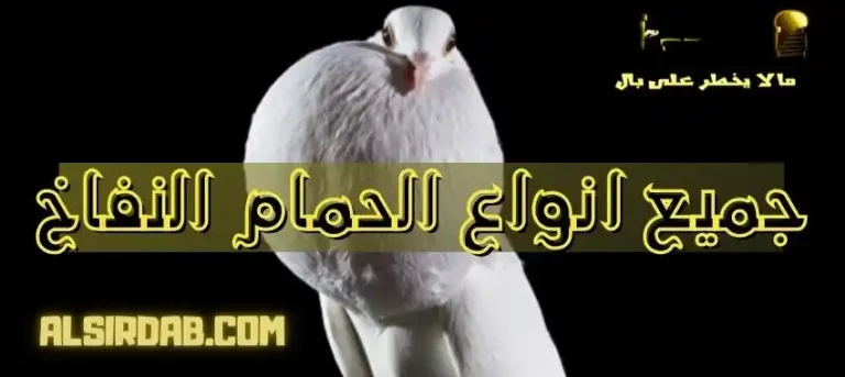 Read more about the article جميع انواع الحمام النفاخ وسر جماله وغرابته (بالصور والفيديو)