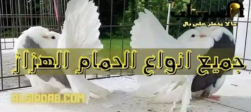 جميع انواع الحمام الهزاز بالصور والفيديو