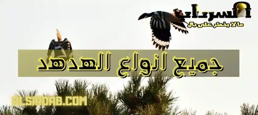 جميع انواع الهدهد