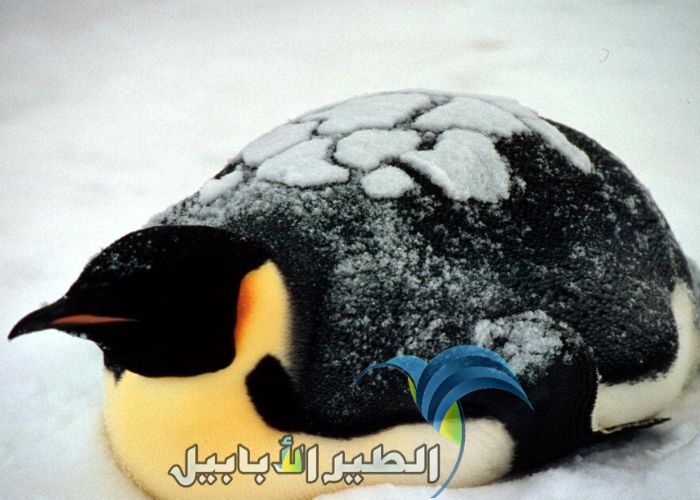 حقائق عن البطريق الإمبراطور
