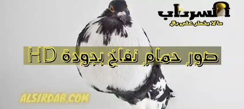اجمل صور الحمام النفاخ