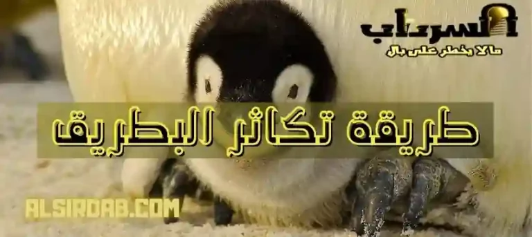 Read more about the article طريقة تكاثر وولادة طائر البطريق ( سبحان الله ما أبدع !)