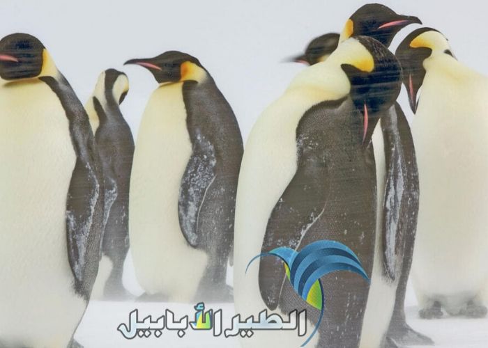 طيور البطريق الإمبراطور