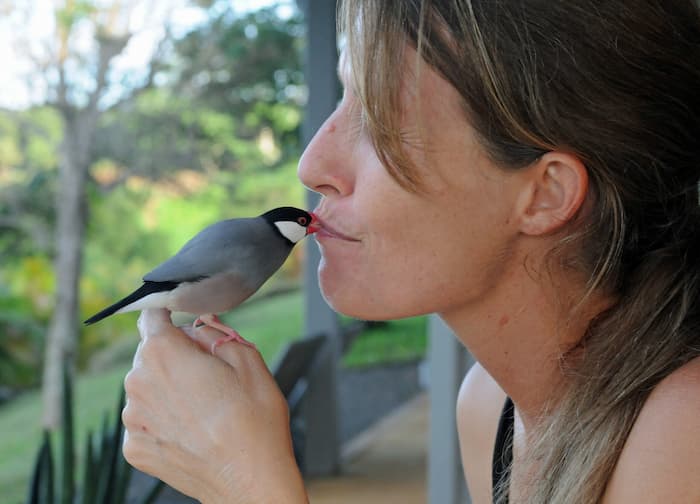 عصفور الجاوا الاسترالي من ألطف انواع طيور الزينة