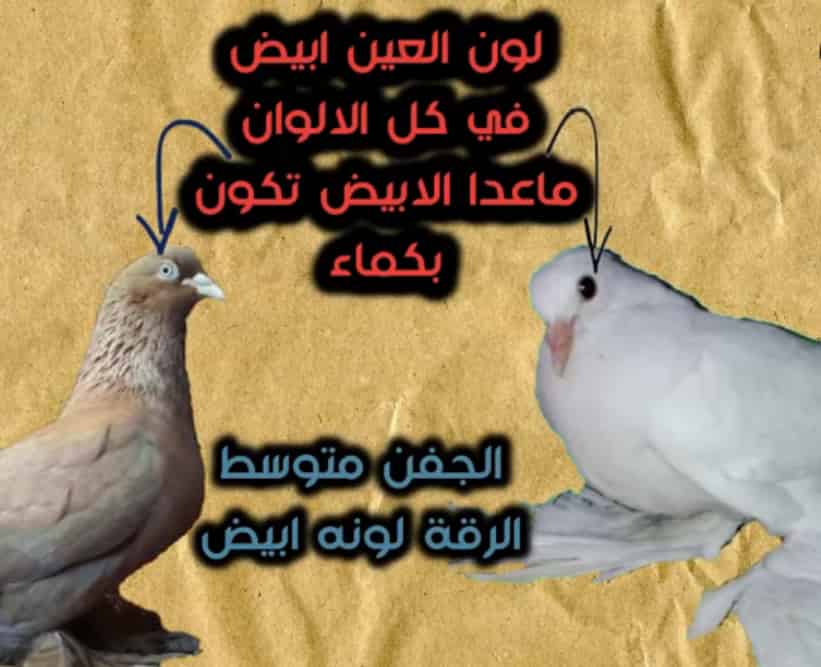 عين الحمام الشقلباظ ، مصدر الصورة
