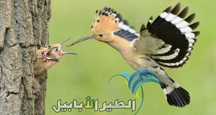 كتاكيت الهدهد تطل برؤوسها خارج العش للحصول على وجبة خفيفة من الوالد