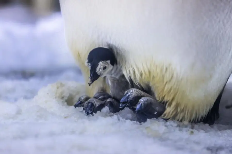كيفية ولادة البطريق