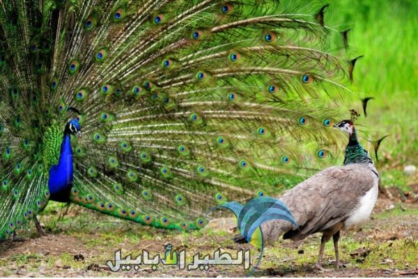 لا تستطيع أنثى الطاووس أن تبسط ريشها
