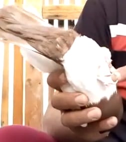 لاحظ أنّ البطن بيضاء والمشخ أبيض مثل القطن