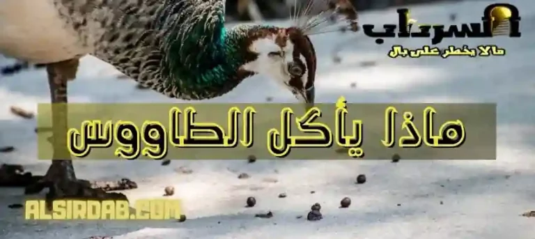 Read more about the article ماذا يأكل الطاووس وماذا يشرب ؟ (دليل شامل)