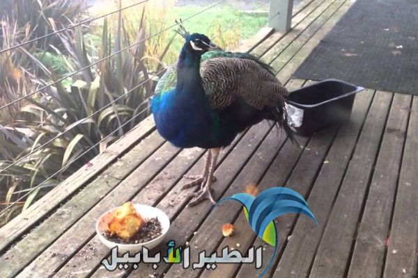 ماذا يأكل الطاووس