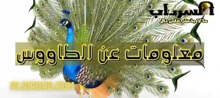 Read more about the article 7 معلومات عن طائر الطاووس رائعة (اكتشف أسرار طيور الطاووس)
