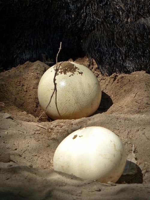 يصل وزن بيض النعام الى 1.5 كجم
