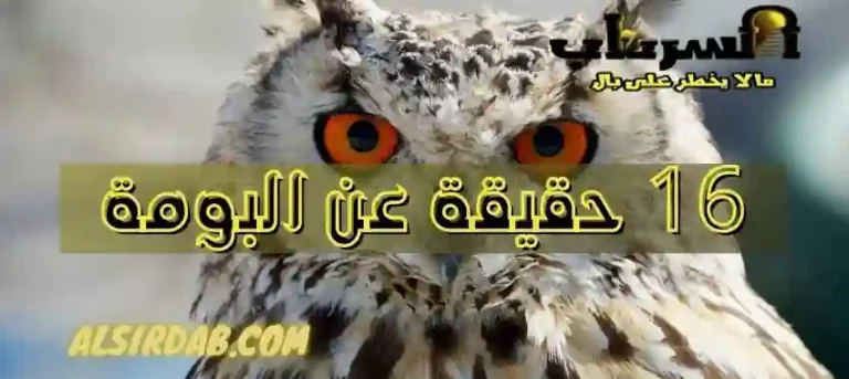 Read more about the article 16 حقيقة عن البومة (اسرار من عوالم أخرى)