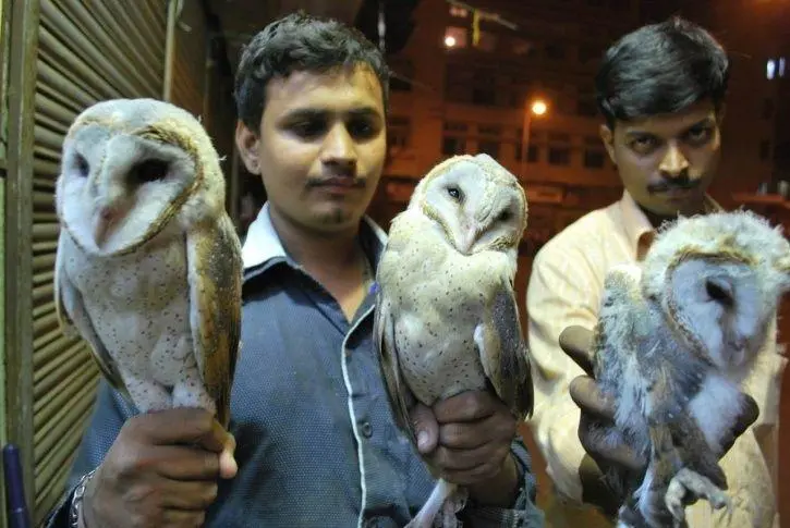 الامساك بثلاث طيور بوم من أجل صناعة السحر في الهند عن طريق ممن يُسمُّون أنفسَهُم المعالجين الروحانيين