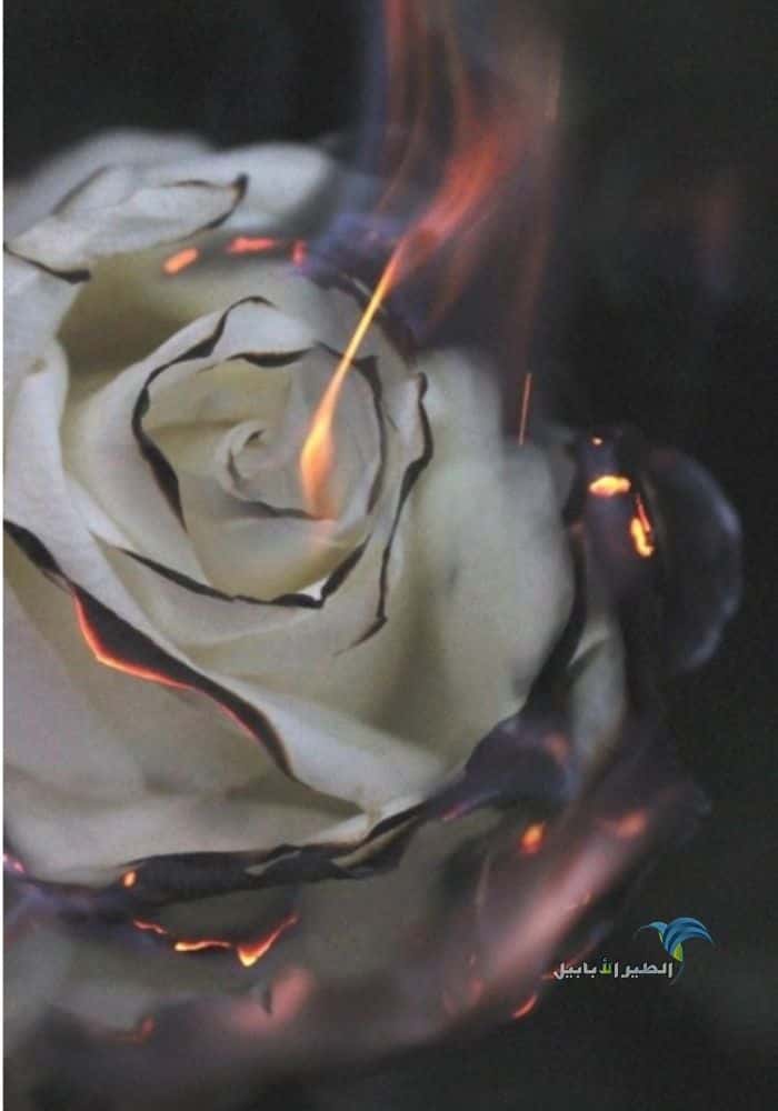 خلفية وردة بيضاء حزينة تحترق بالنار
