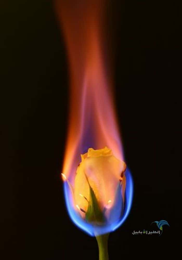 صورة وردة تحترق