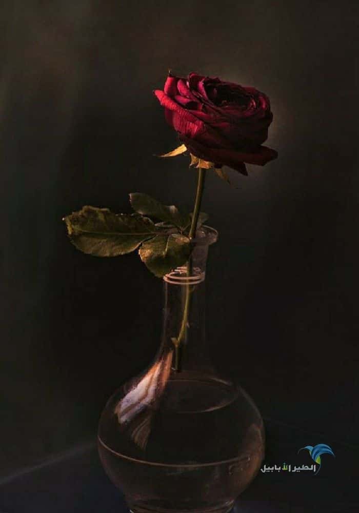 صورة وردة حمراء ذابلة في فازة