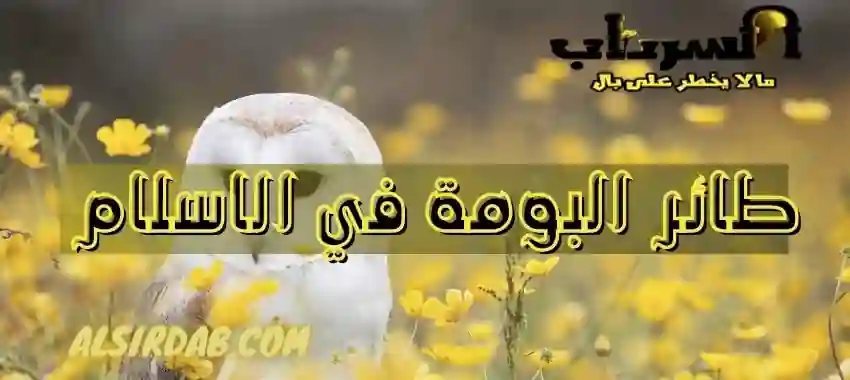 طائر البومة في الاسلام نذير شؤم أم فال خير؟