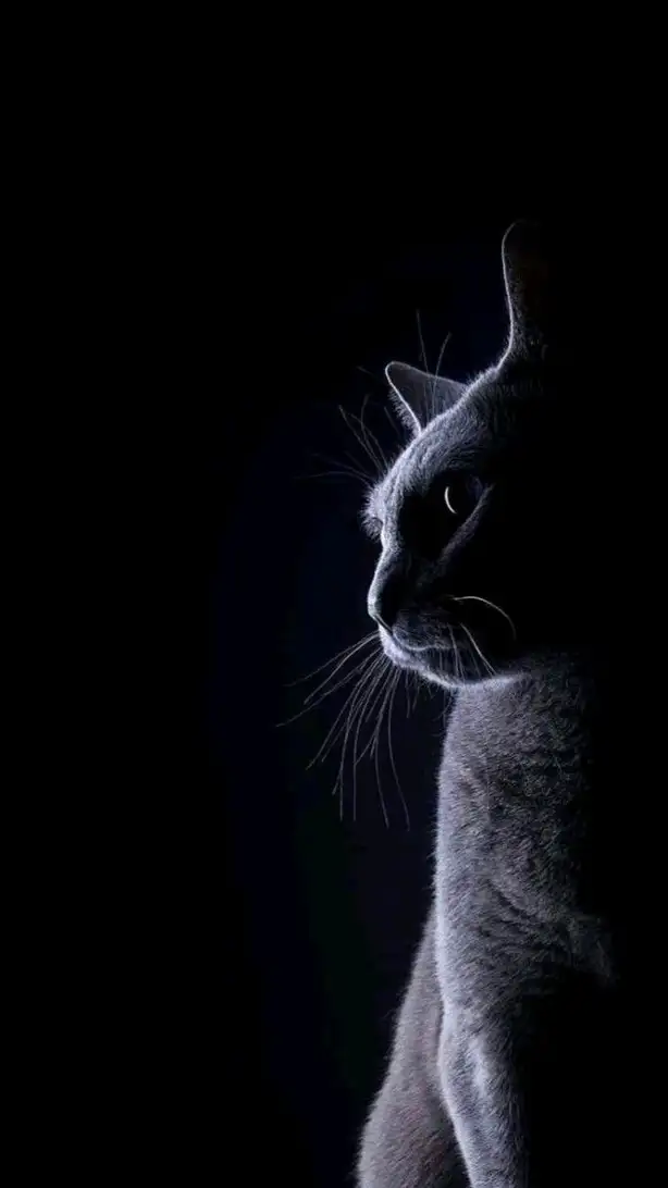 أجمل الصور قطط صغيرة كيوت