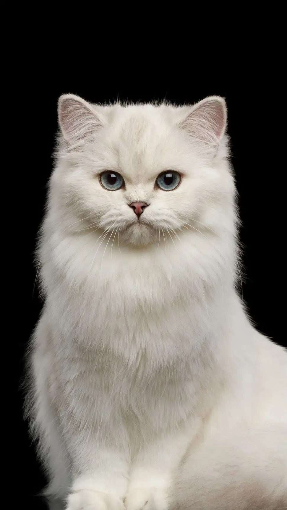 أسماء القطط البيضاء