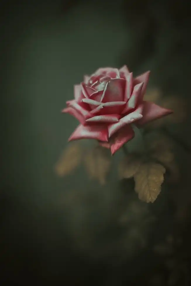 اجمل الصور الورد الاحمر