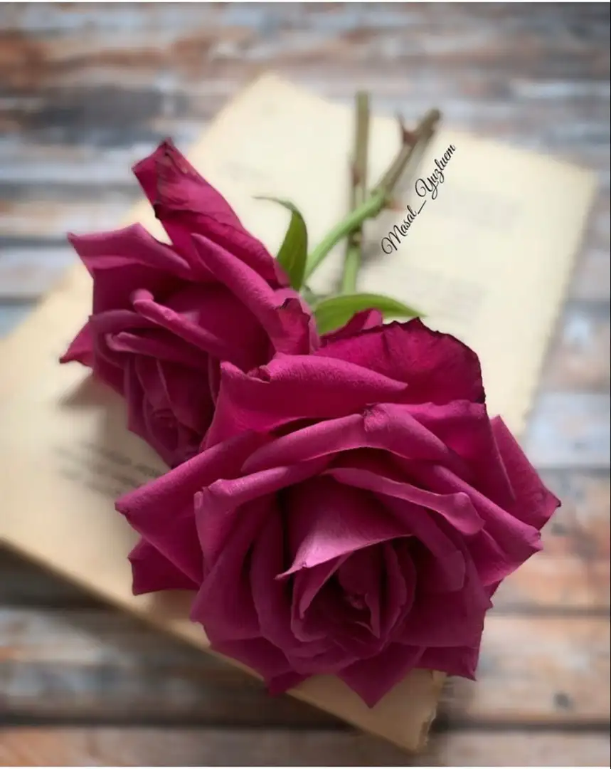 اجمل الصور الورود الرومانسيه