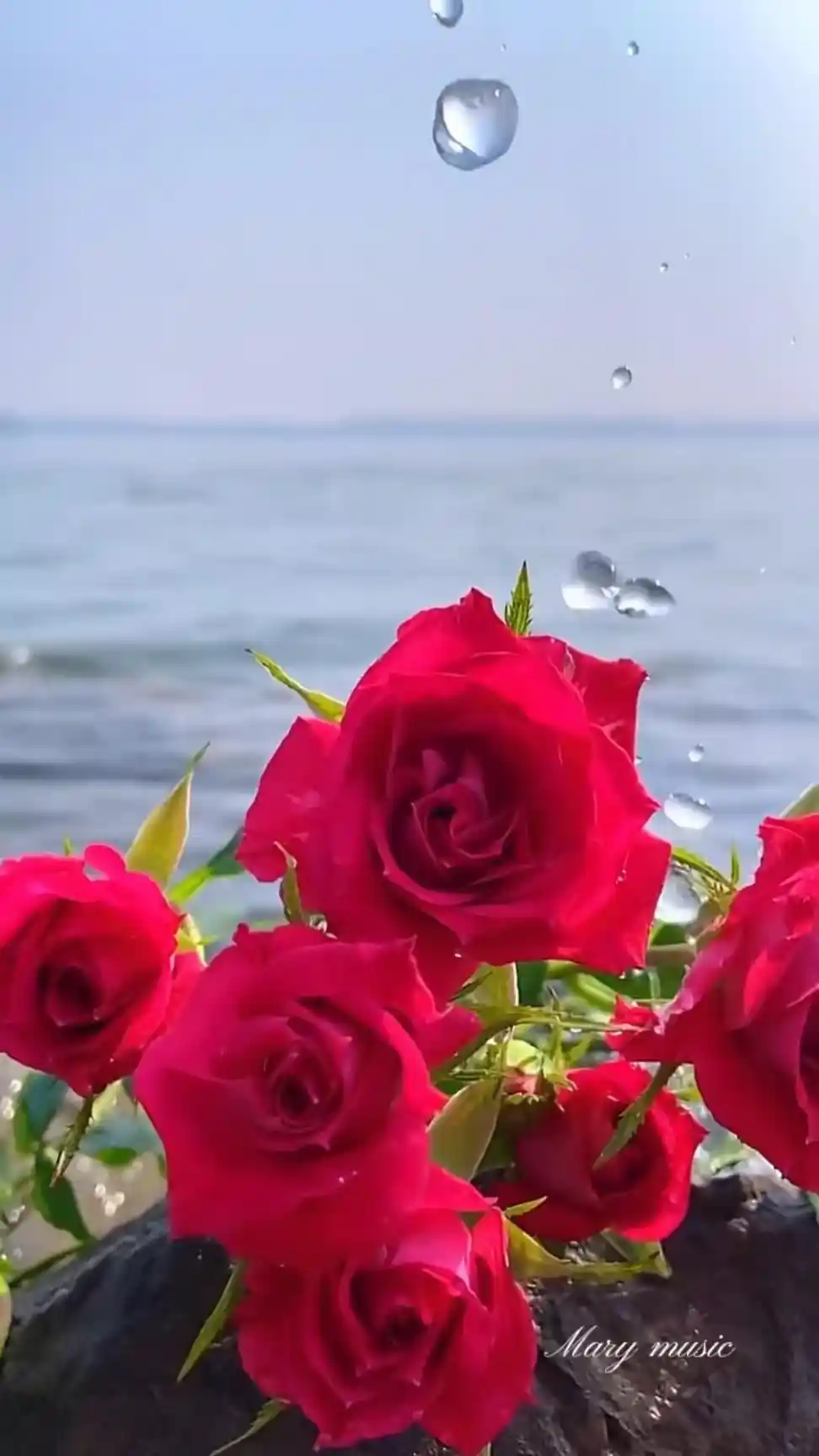 اجمل صور الورد