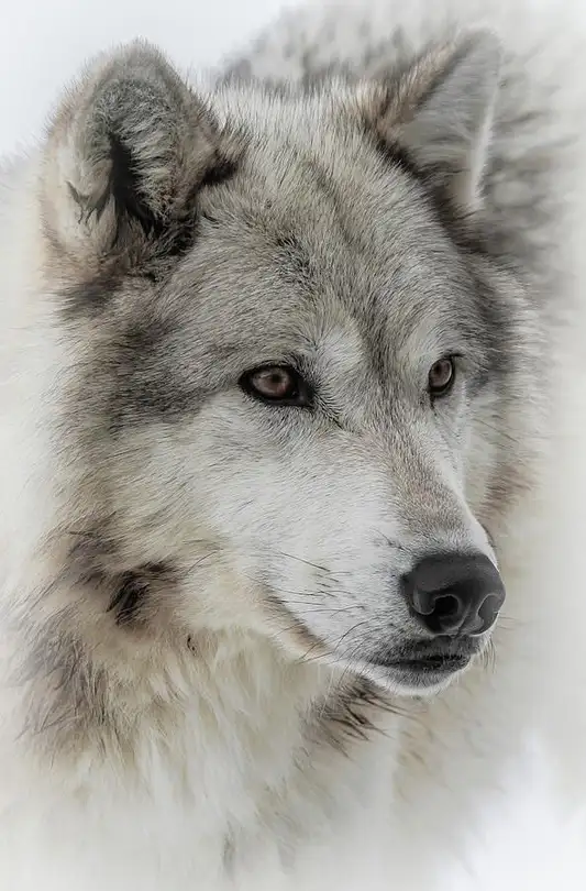 اجمل صورة ذئب