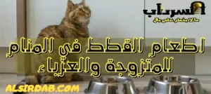 Read more about the article تفسير حلم اطعام القطط في المنام للمتزوجة والعزباء