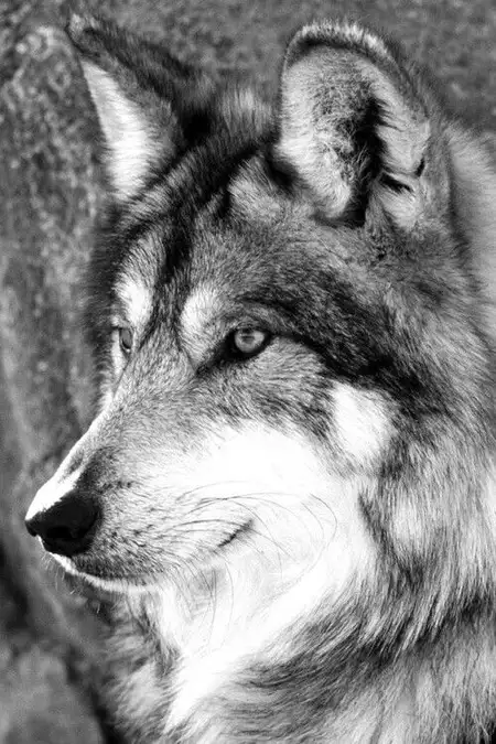 الذئب الابيض خلفيات اجمل الصور الذئاب