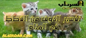 Read more about the article تفسير الخوف من القطط في المنام
