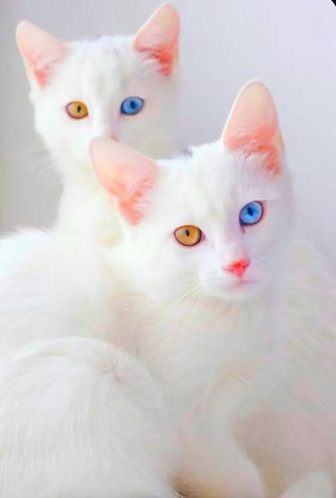 خلفيات قطط بيضاء
