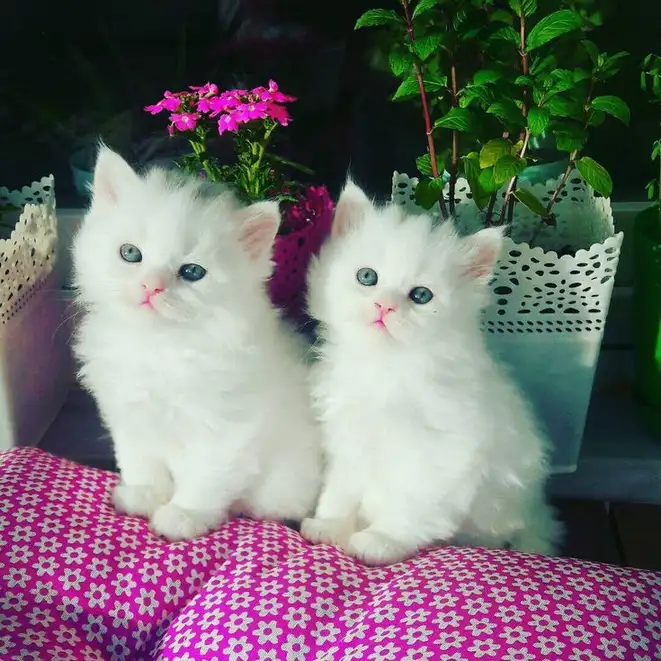 خلفيات قطط بيضاء