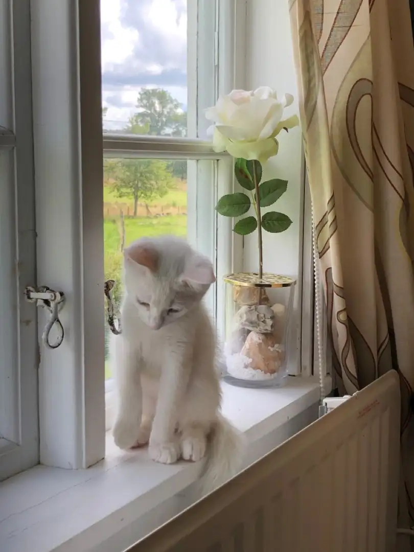 خلفيات قطط كيوت بيضاء