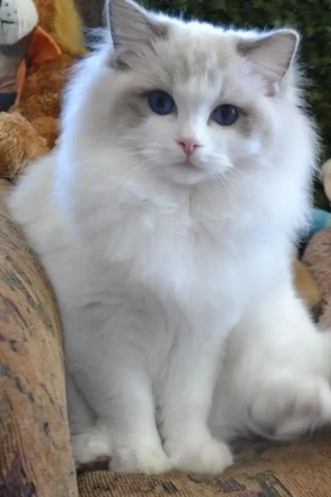 خلفيات قطط كيوت بيضاء