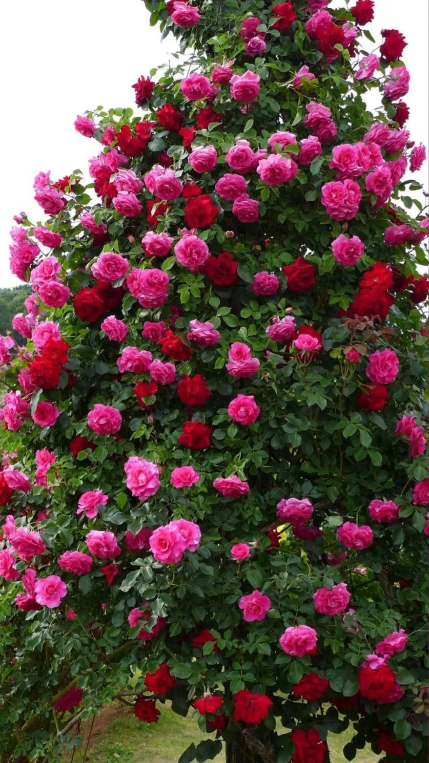 شكل شجرة الورد البلدي
