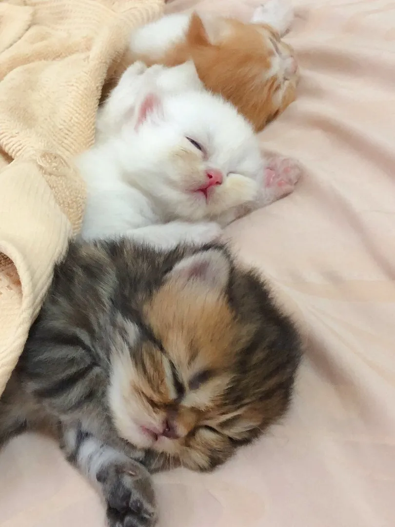 ثلاثُ قطط صغار ينامون بعمق