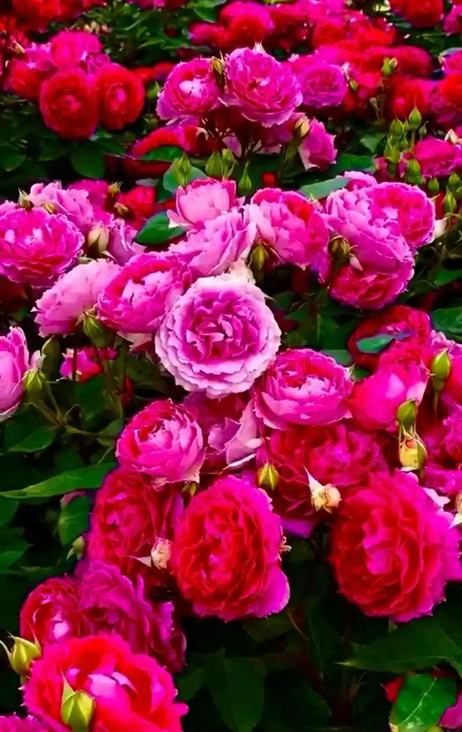 صورة اجمل الورود