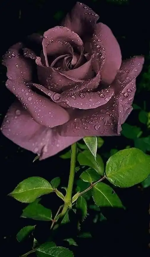 صورة الورد الجوري