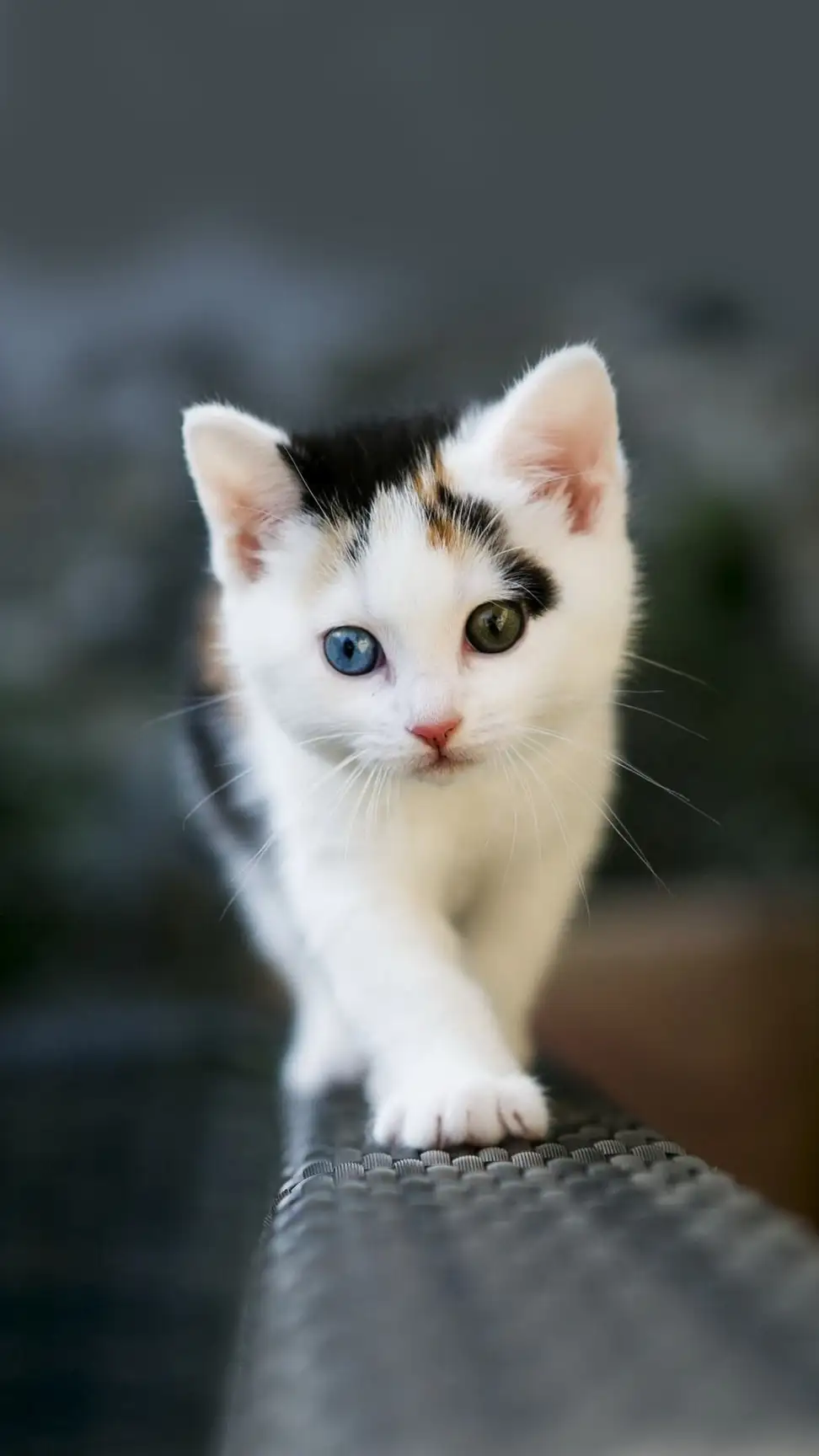 صورة قطة كيوت