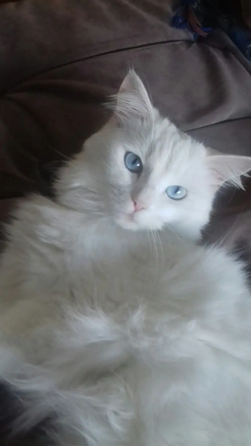 قطة بيضاء شيرازي